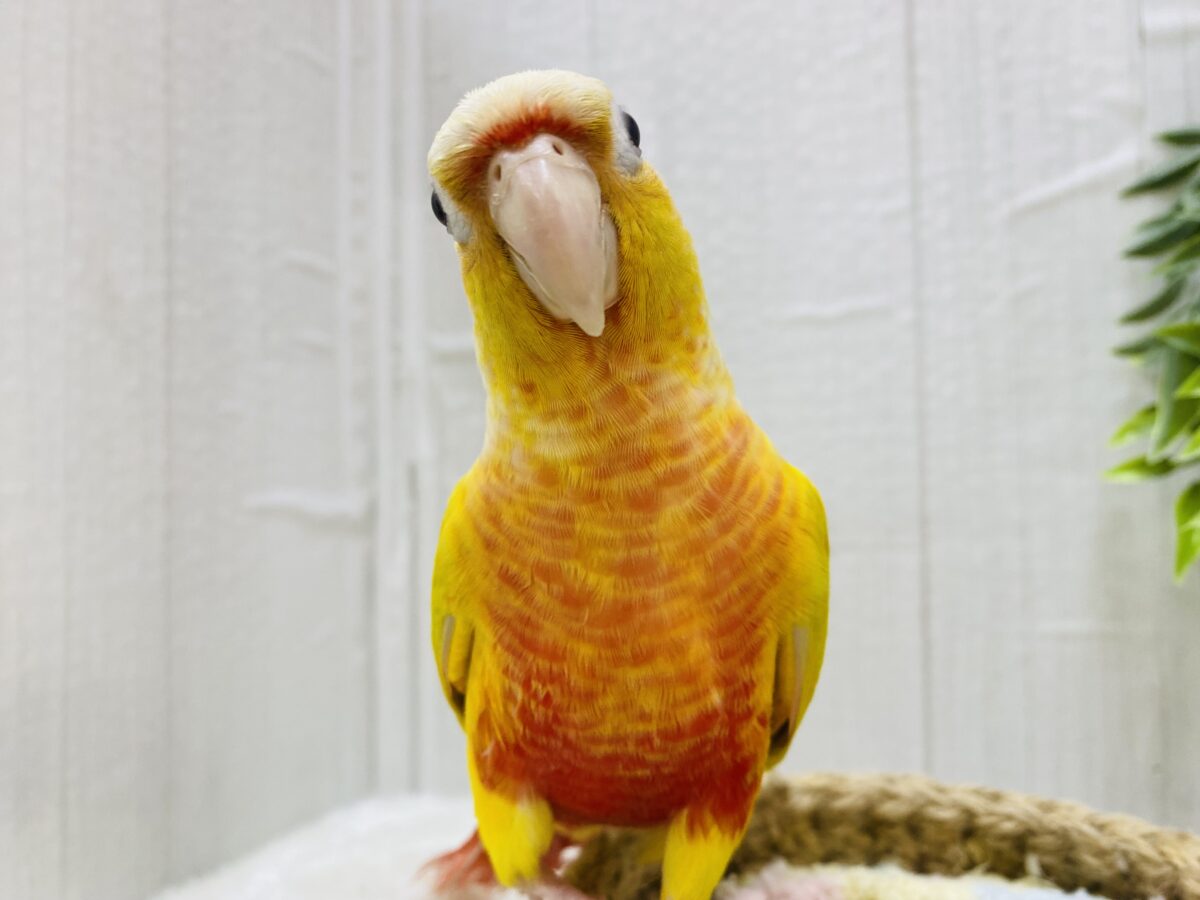 最新画像あります🌟ヒナ餌卒業🎓明るいイエローが素敵なサンサンカラー☀️ウロコインコのサンチーク❣️