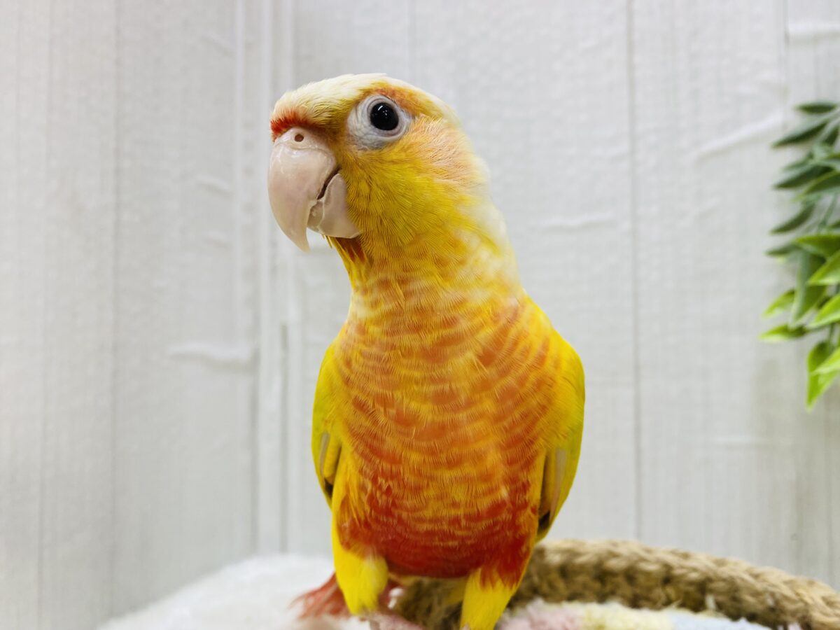 ホオミドリウロコインコ