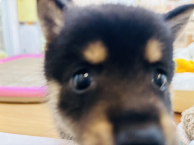 ポメ柴