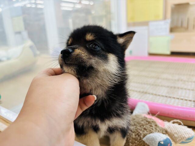 ポメ柴