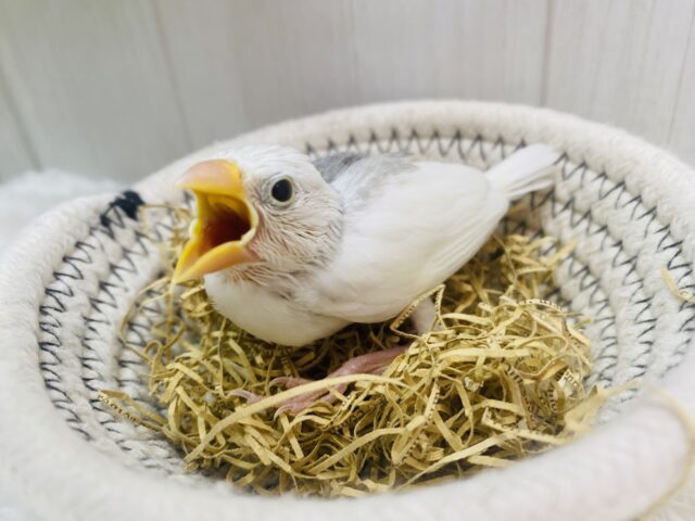 白文鳥