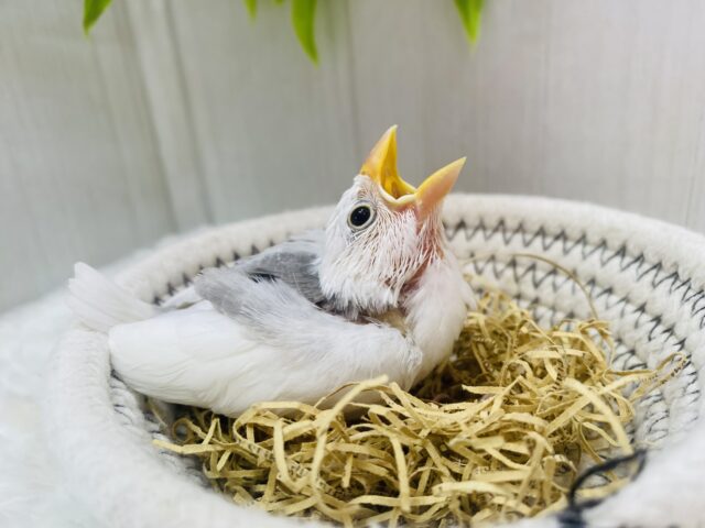 白文鳥