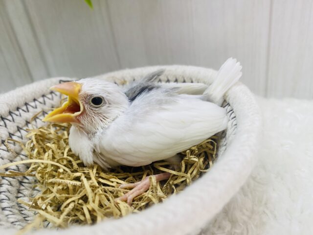 白文鳥