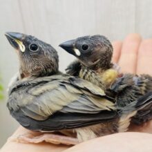 わちゃわちゃ〜🔆キリッとカッコいい桜文鳥さん✨✨🌸