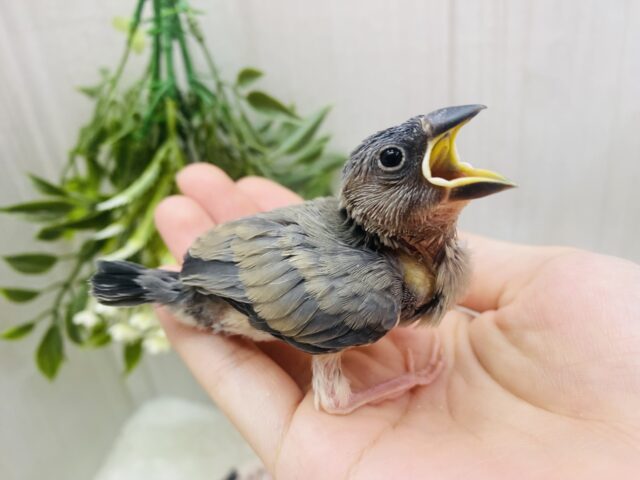桜文鳥