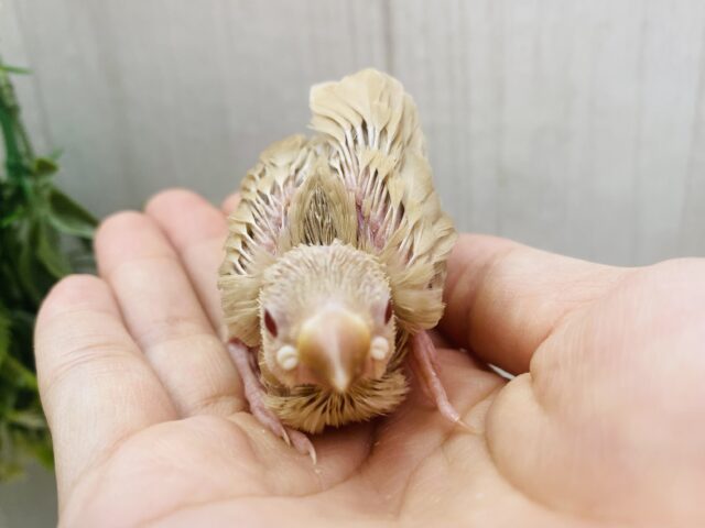 シナモン文鳥