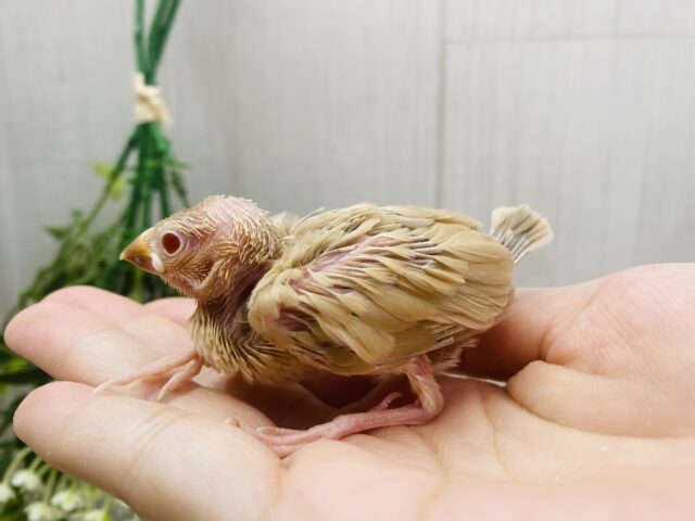 シナモン文鳥