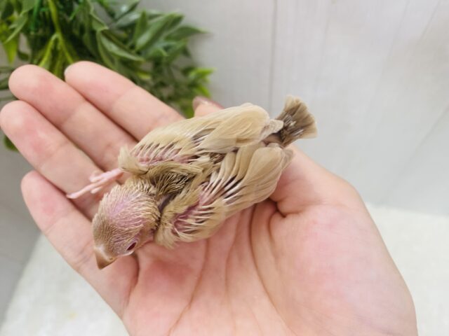 シナモン文鳥