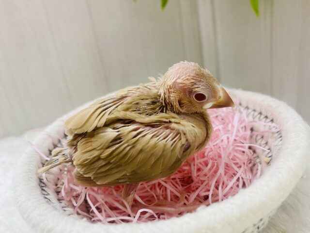 シナモン文鳥