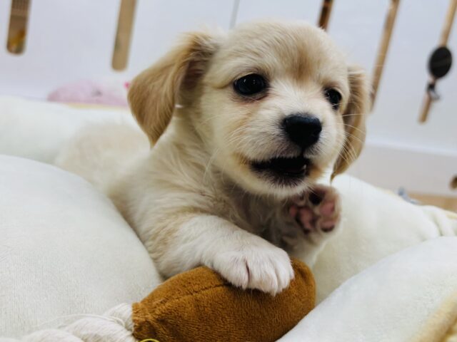 チワックス