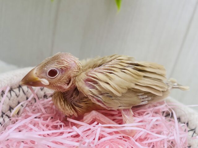シナモン文鳥