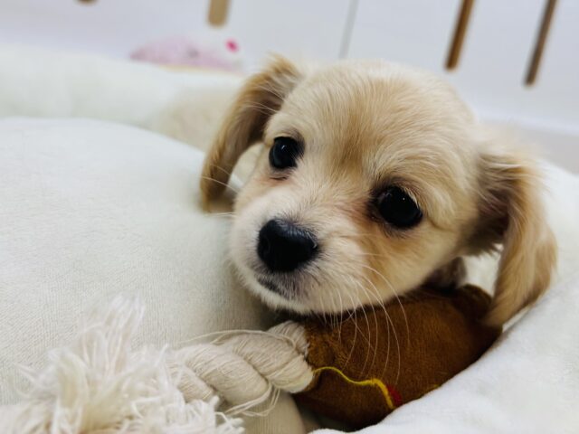 チワックス