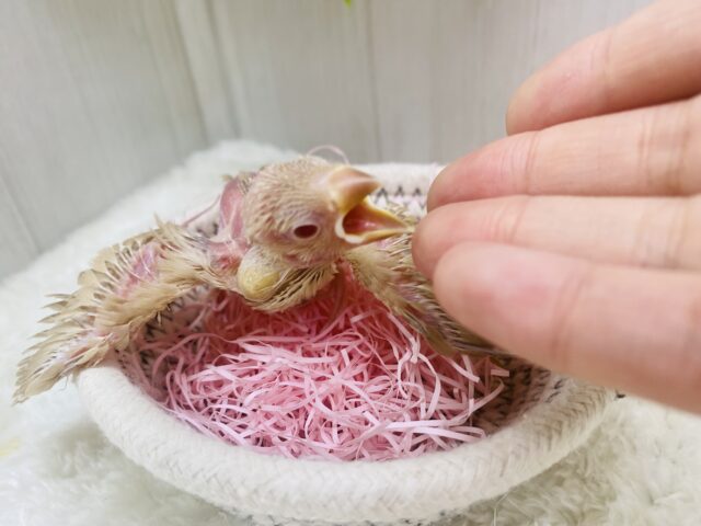 シナモン文鳥