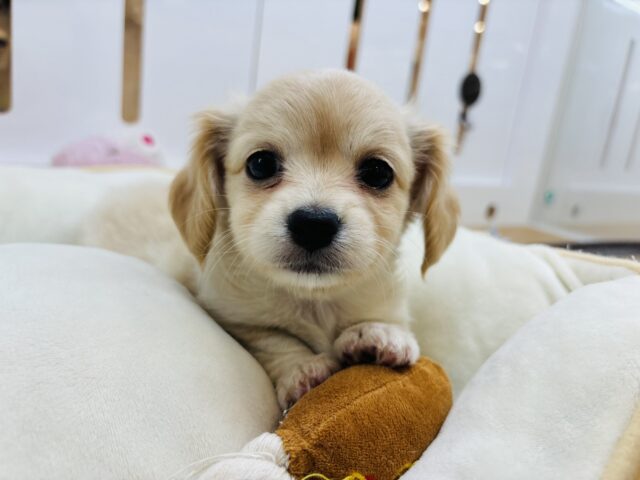 チワックス