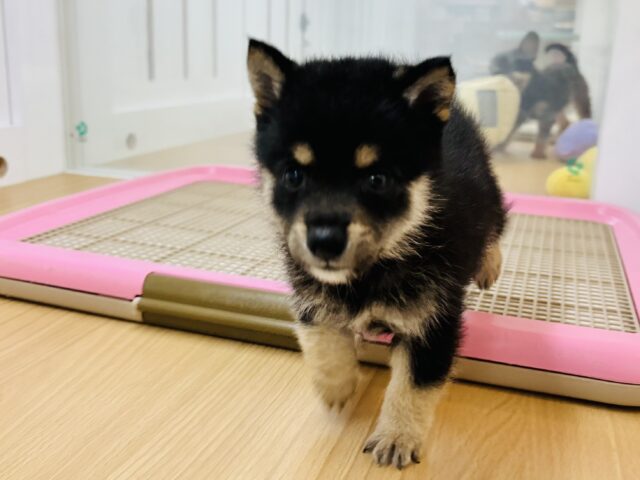 ポメ柴