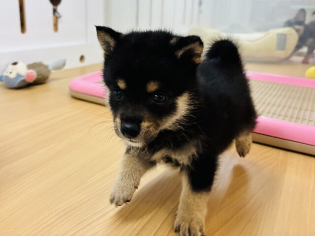 ポメ柴