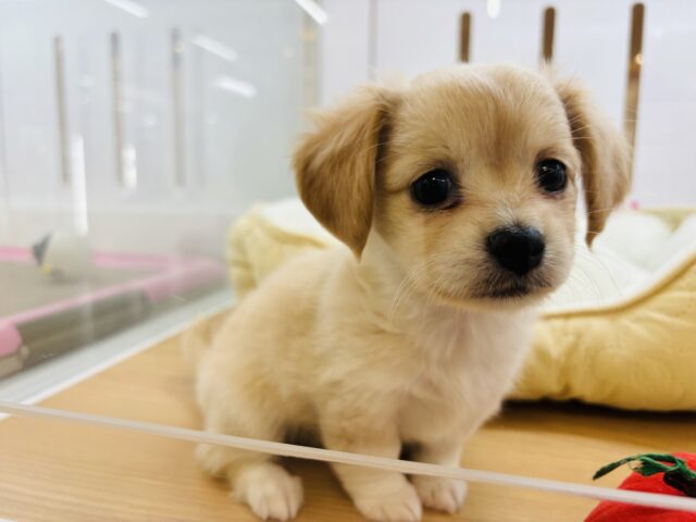チワックス