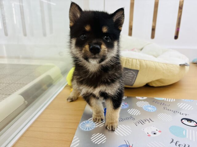 ポメ柴