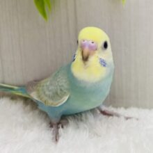 最新画像‼️💎エメラルドグリーンの素敵なセキセイインコ🩵パステルカラーレインボー🌈
