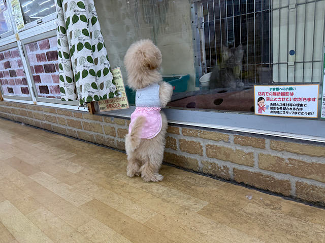 マルプー
