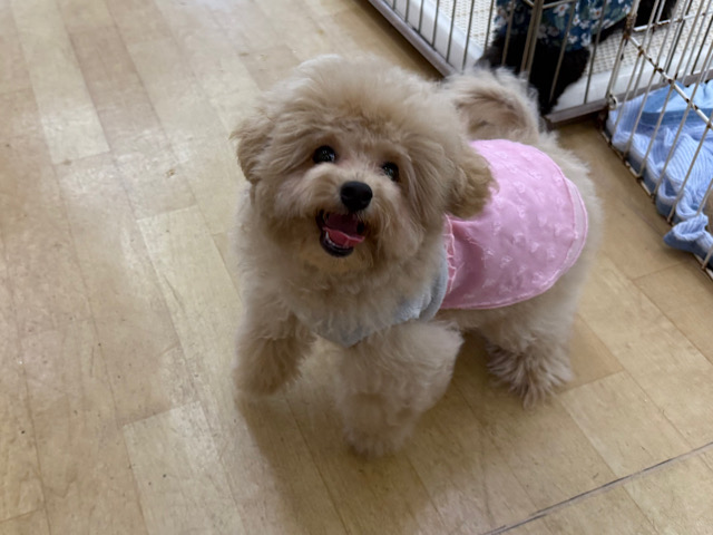 マルプー
