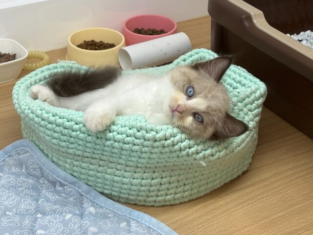 ラグドール