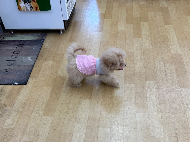 マルプー