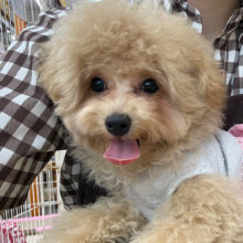 メロメロ注意❣️人が大好きなんだぞぉ💗ハーフ犬(トイプー✖️マルチーズ)の女のコです🌟