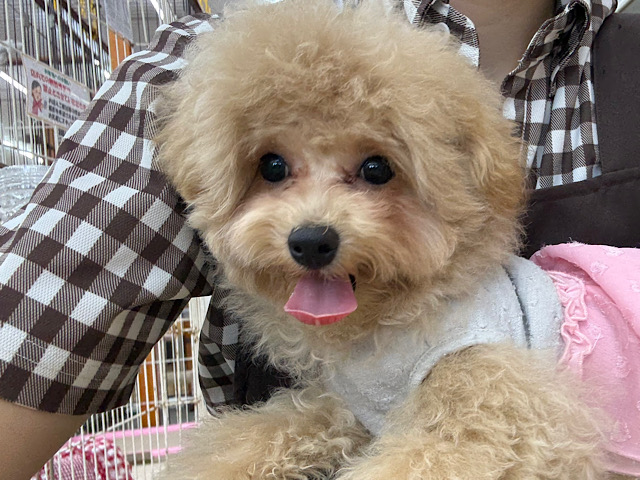 メロメロ注意❣️人が大好きなんだぞぉ💗ハーフ犬(トイプー✖️マルチーズ)の女のコです🌟
