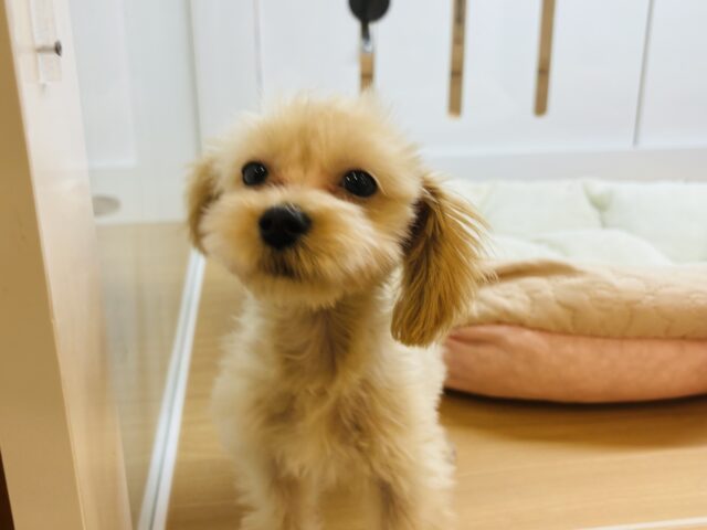マルプー