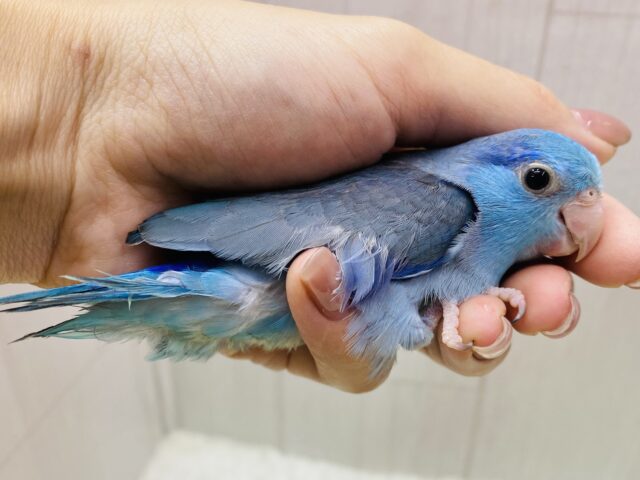 マメルリハ