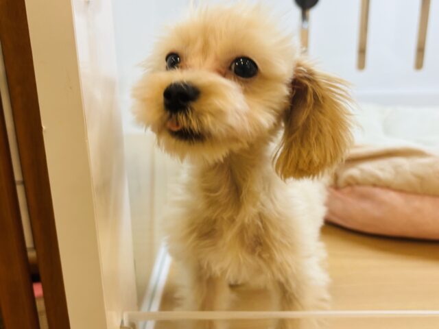 マルプー