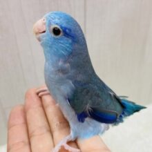 最新画像有ります⭐️大きなお口でガオー‼️マメマメ怪獣やってきた⋆͛🦖⋆͛マメルリハインコのブルー💙
