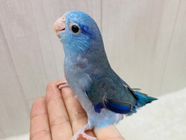 最新画像有ります⭐️大きなお口でガオー‼️マメマメ怪獣やってきた⋆͛🦖⋆͛マメルリハインコのブルー💙