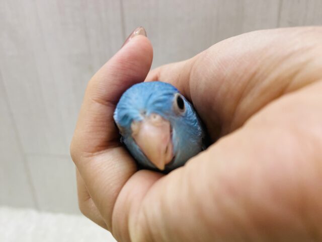 マメルリハ