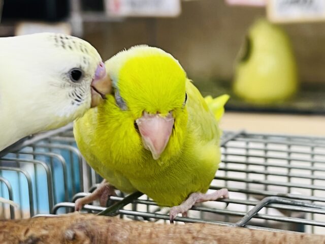 マメルリハ
