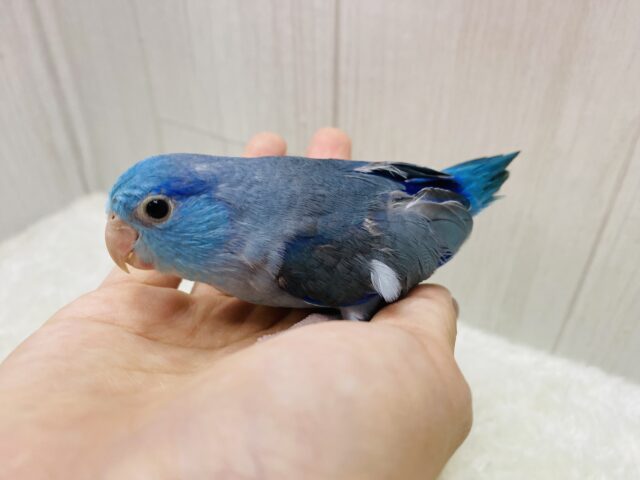 マメルリハ