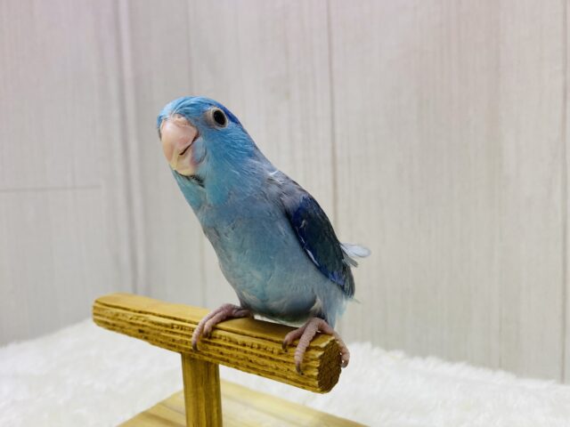 マメルリハ