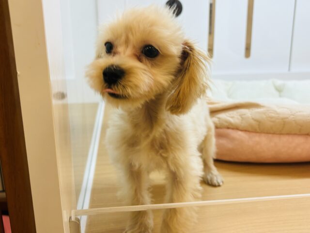 マルプー