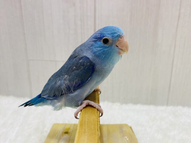 マメルリハ