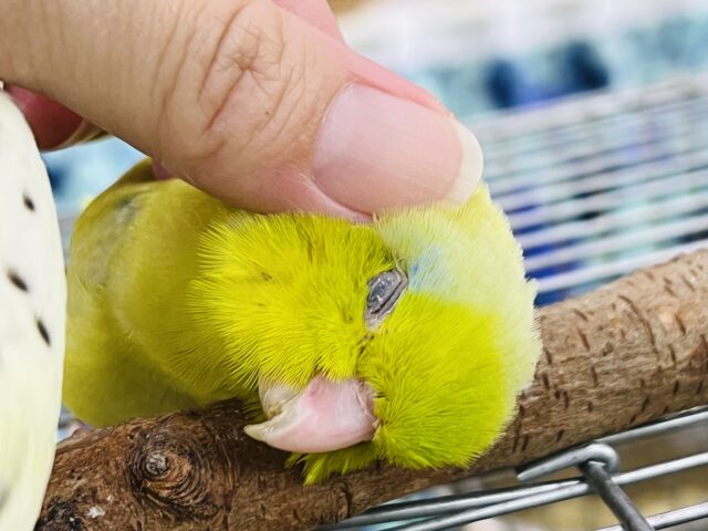 マメルリハ