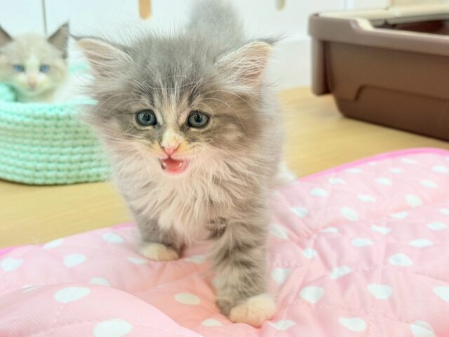 ラガマフィン