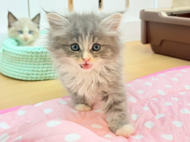 ラガマフィン