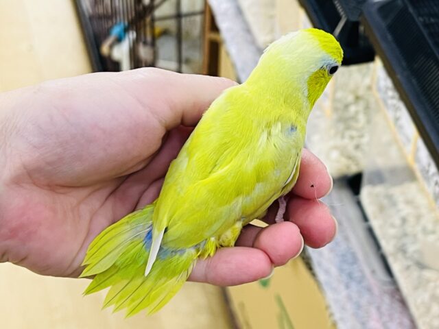 マメルリハ