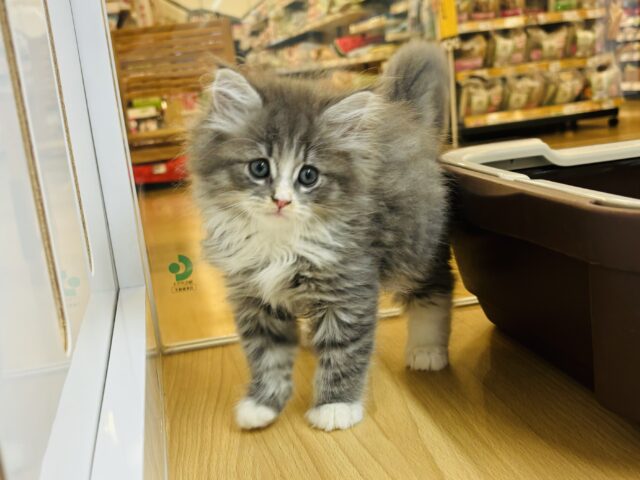 ラガマフィン