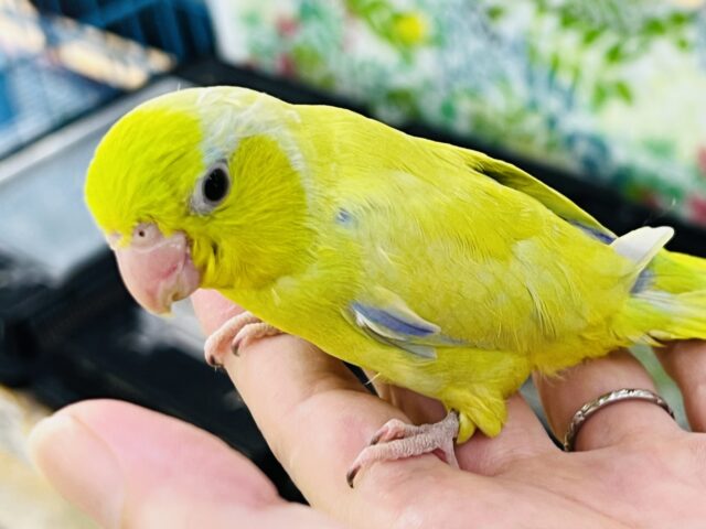 マメルリハ