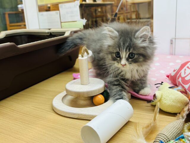 ラガマフィン