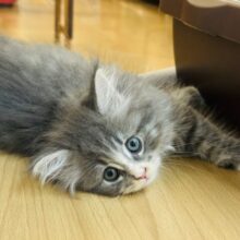ピピーッ！可愛すぎ注意報！！ラガマフィンちゃん！