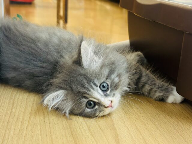 ピピーッ！可愛すぎ注意報！！ラガマフィンちゃん！