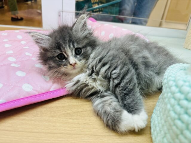 ラガマフィン